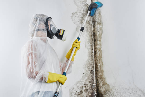 Best White Mold Remediation in Perry, FL