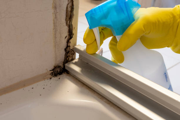 Best Crawl Space Mold Remediation in Perry, FL