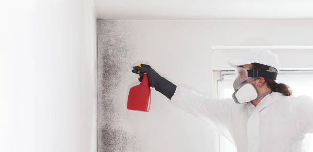 Best Residential Mold Remediation in Perry, FL